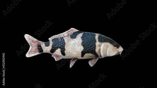 4K Black Koi animation.6 Second Long.Transparent Alpha video.LOOP.