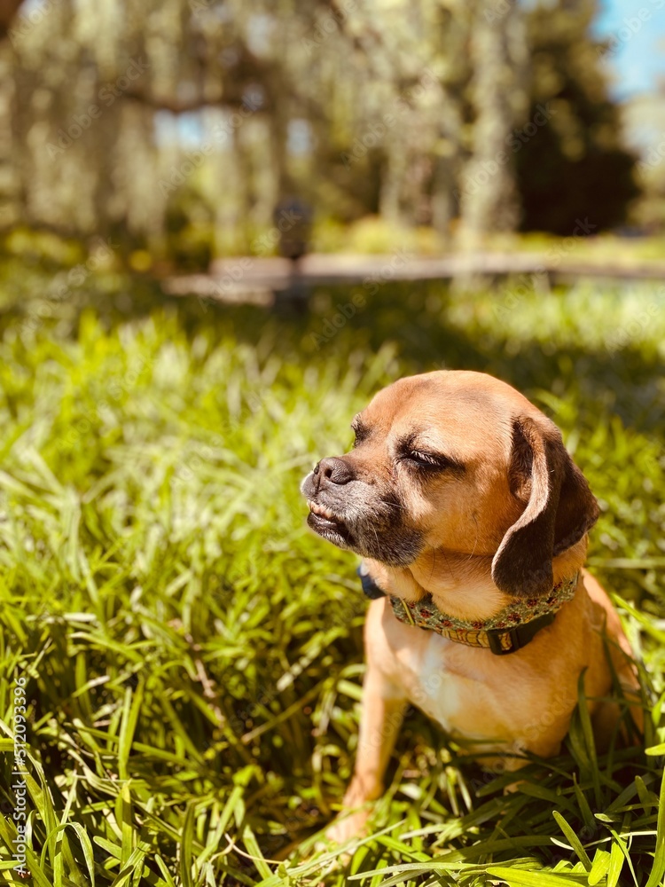 dog in the grass