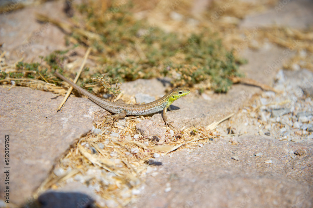 The shape and face of a leopard gecko in a natural atmosphere. The shape and face of a leopard gecko in a natural atmosphere.