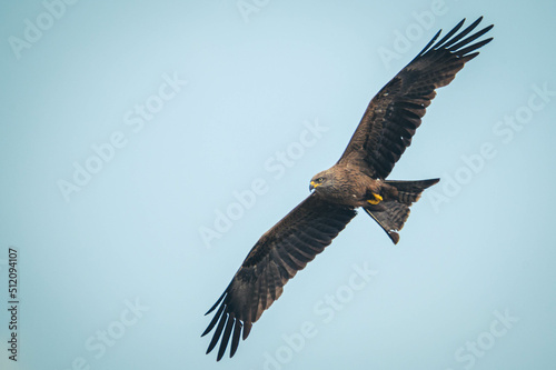 Schwarzmilan beim Fliegen