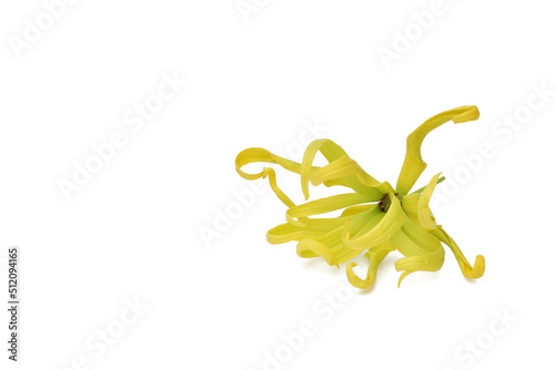 Ylang-ylang flower perfume tree on white background © หอมกลิ่น กล้วยไม้