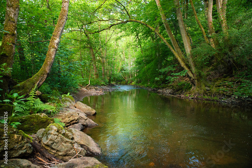Stream in the forest in summer, landscape in Germany near Trier, river Ruwer in the Moselle Valley 
