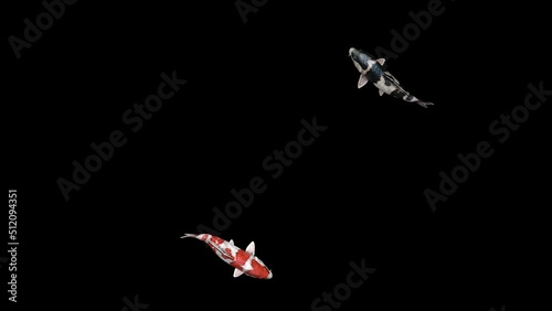 4K Koi Fishes animation.3840×2160.13 Second Long.Transparent Alpha video.LOOP.