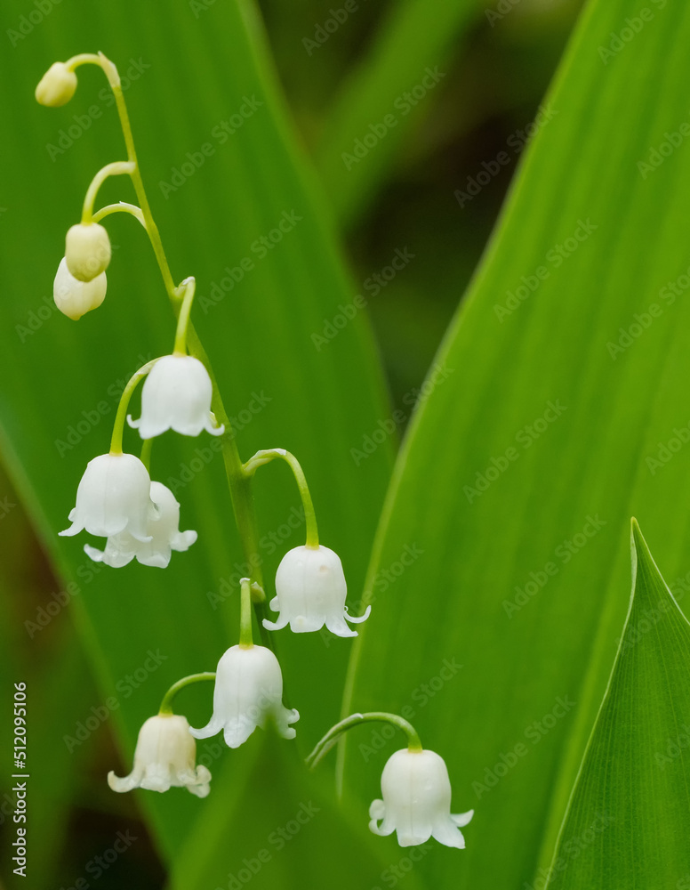 Blooming lilies of the valley in the forest in Karelia in summer Blooming lilies of the valley in the forest in Karelia in summer