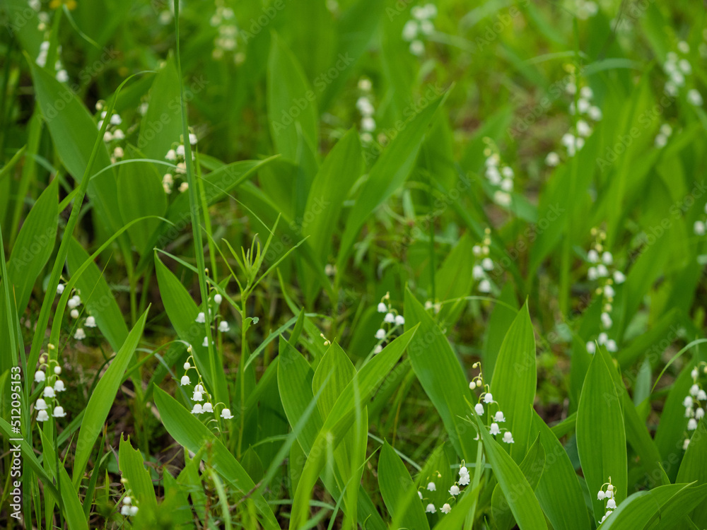 Blooming lilies of the valley in the forest in Karelia in summer Blooming lilies of the valley in the forest in Karelia in summer