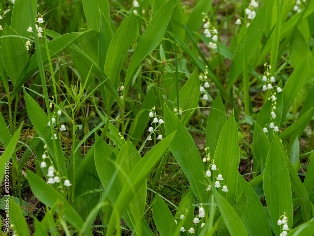 Blooming lilies of the valley in the forest in Karelia in summer Blooming lilies of the valley in the forest in Karelia in summer