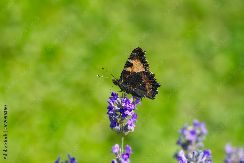 Small tortoiseshell butterfly (Aglais urticae) with closed wings perched on lavender plant in Zurich, Switzerland Small tortoiseshell butterfly (Aglais urticae) with closed wings perched on lavender plant in Zurich, Switzerland