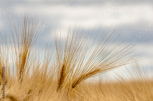 several ripe grain ear in a field