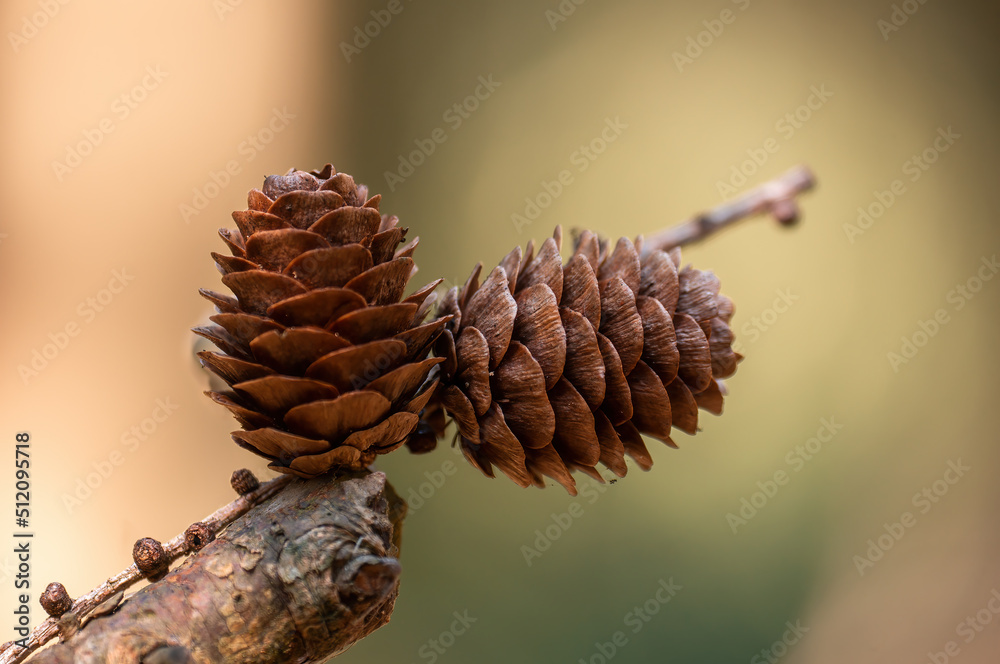 one branch with a brown cone one branch with a brown cone