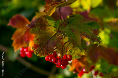 one branch with red berries