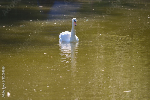 A series of photographs of birds in the wild, white swan