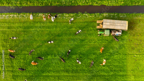 An aerial view of the farm. Agriculture. A view of the animals from a drone. ...