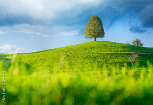 Tree on top of the hill. Landscape before sunset. Fields and pastures. Natura...