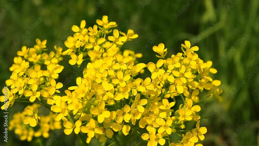 Yellow wild meadow flowers. Landscape of a summer blooming field. Yellow wild meadow flowers. Landscape of a summer blooming field.