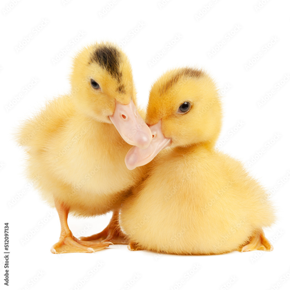 Fototapeta premium Two mulard ducks on a white background, a small bird.