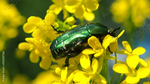 A golden bronze beetle eats a flower. Beautiful insect May green beetle in the natural environment - macro photography. photo