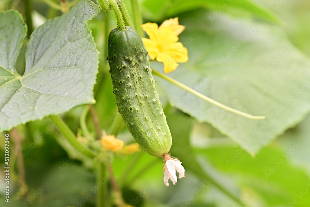 Young cucumbers in the garden on vertical bushes close-up. Gardening on the farm. Fresh harvest of delicious cucumbers outdoors. Healthy food, vegetarian. Young cucumbers in the garden on vertical bushes close-up. Gardening on the farm. Fresh harvest of delicious cucumbers outdoors. Healthy food, vegetarian.