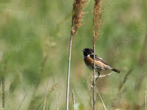 reed bunting perched on a reed stem