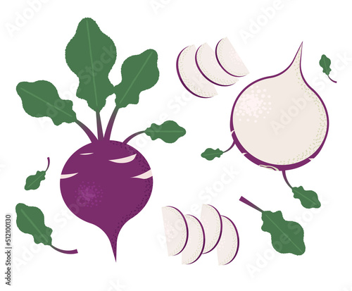 Kohlrabi isolated on a white background. A collection of whole red kohlrabi and sliced ​​sections vector graphic illustration.
