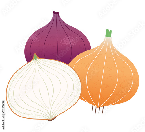 onion and red onion. Vector illustration of whole onion and onion cut in half cross section.