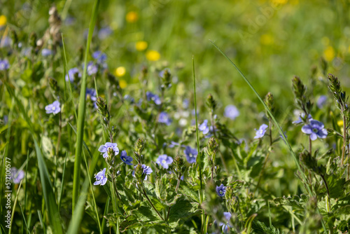 Wildflowers, forget-me-nots, herbs in a flower field. Yellow flowers in the blur.