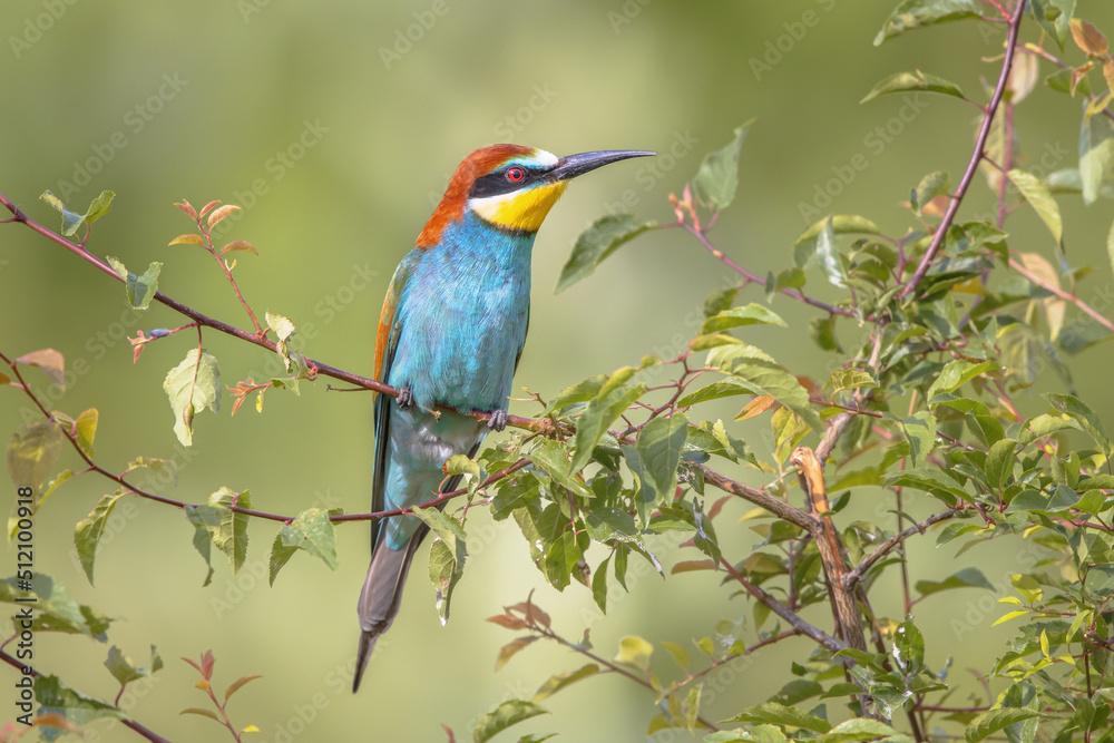 Fototapeta premium European Bee Eater perched on Branch