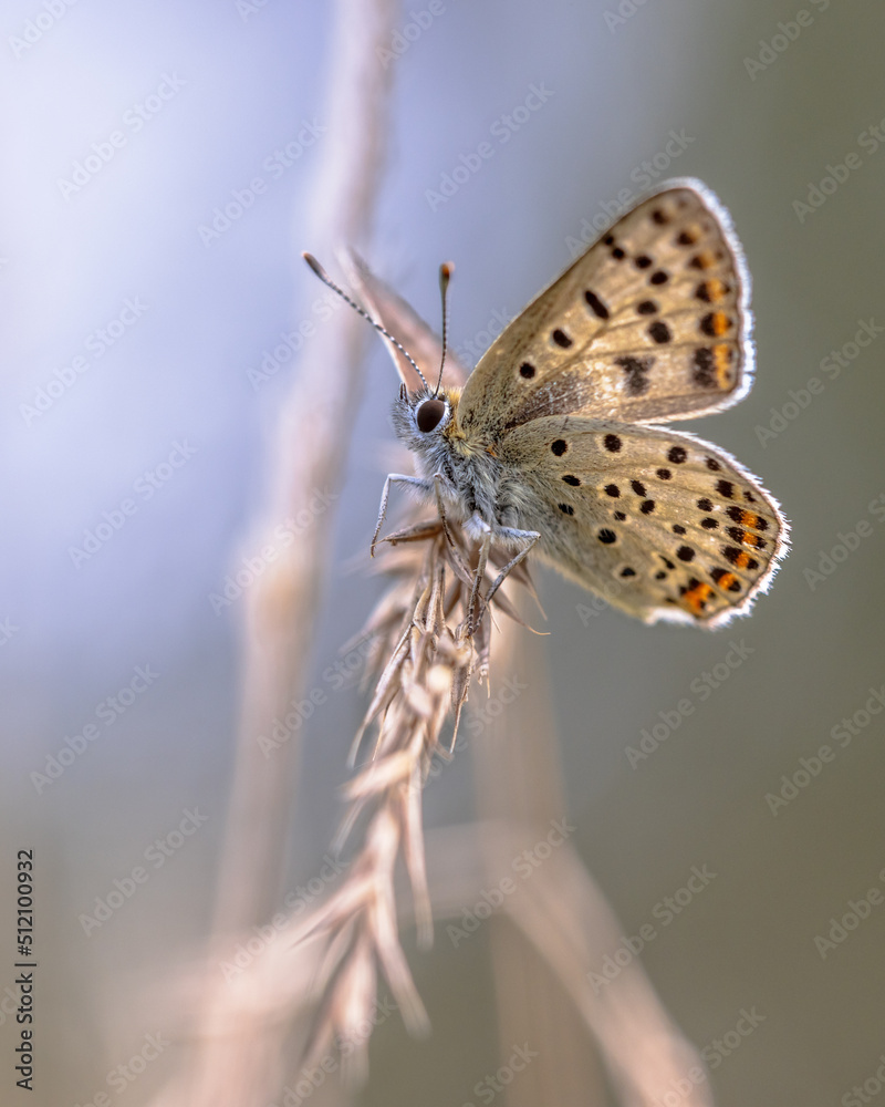 Fototapeta premium European Butterfly Sooty Copper perched on grass