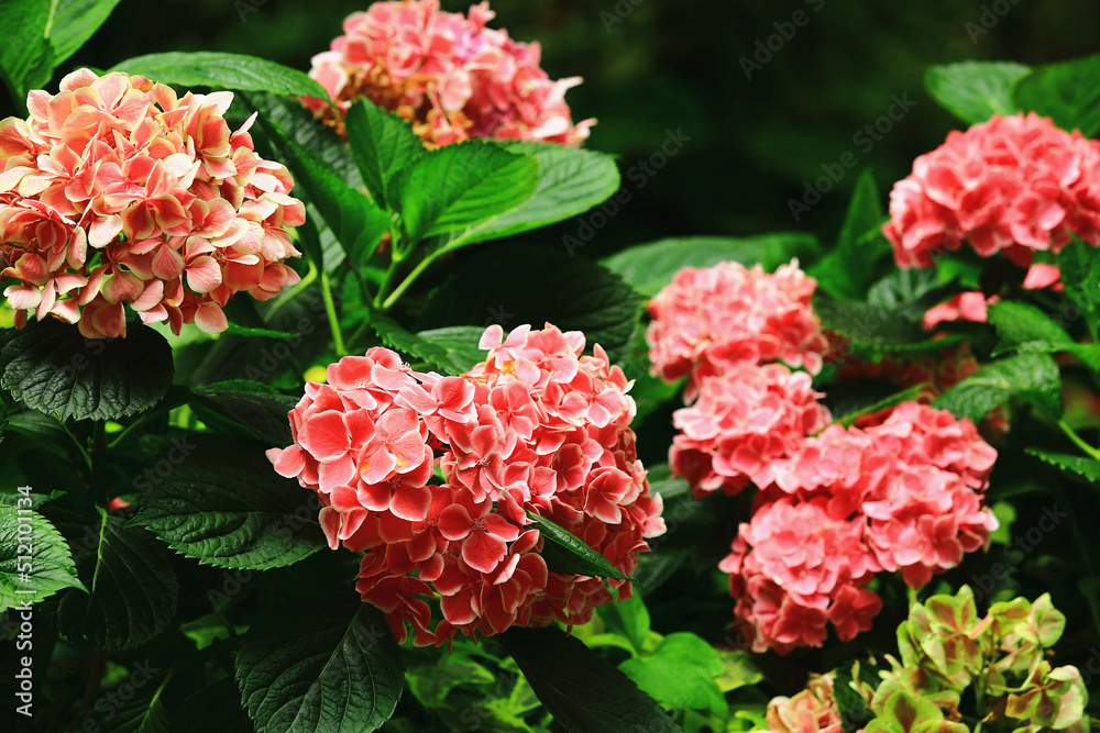 blooming colorful Hydrangea(Big-leaf Hyrdangea) flowers,close-up of pink with white Hydrangea flowers blooming in the garden in summer
