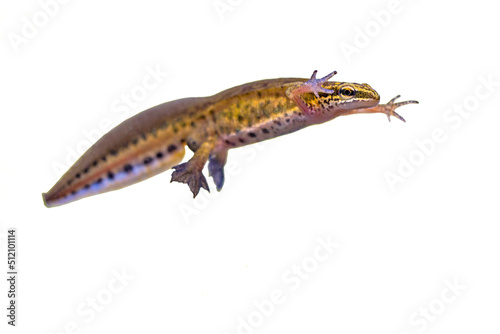 Male Palmate newt swimming on white background