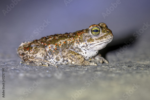 Natterjack toad in darkness photo