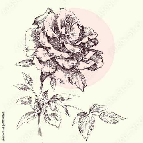 Wallpaper Mural Single pink rose greeting card, hand drawn in retro style Torontodigital.ca