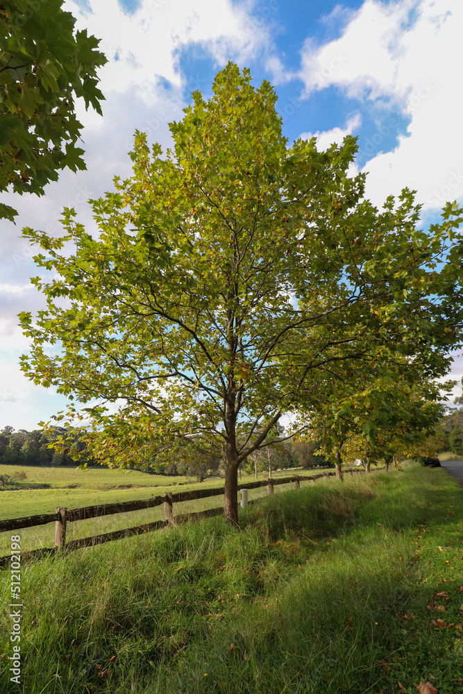 Autumn scene at Southern Highlands NSW Australia. Landscape Photography Autumn scene at Southern Highlands NSW Australia. Landscape Photography