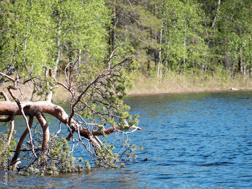 a pine tree in the water at Tammakkolampi  Salla Wilderness Park  Lapland  Finland