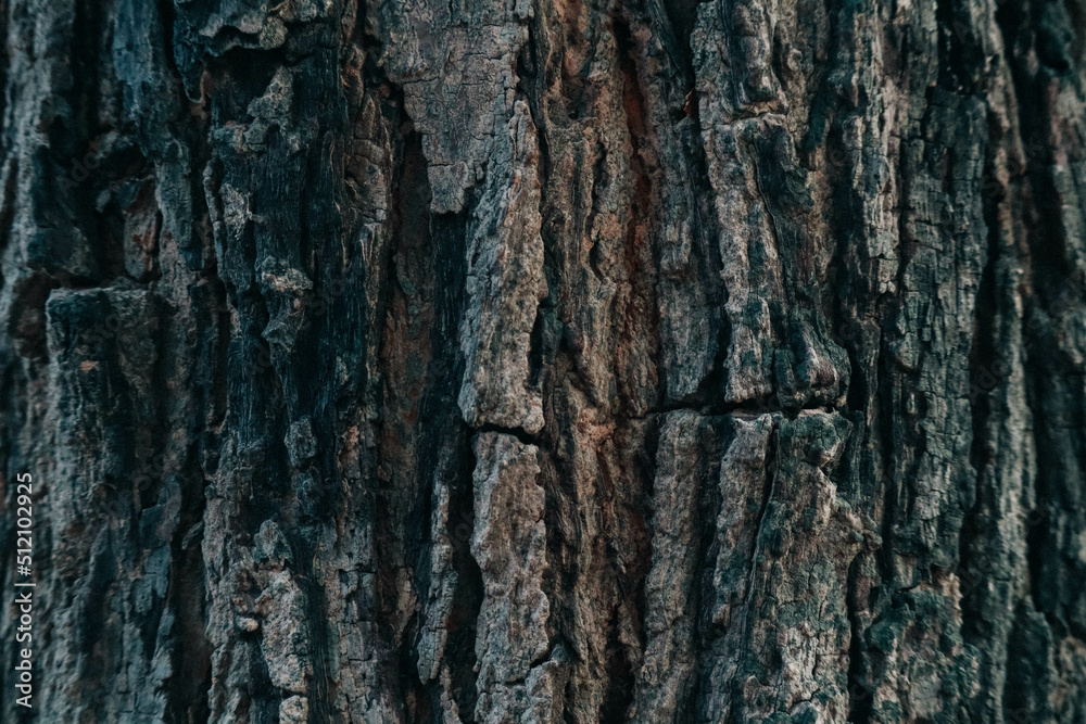 Old Bark of Tree. Bark Texture. Bark Background. Old Bark of Tree. Bark Texture. Bark Background.