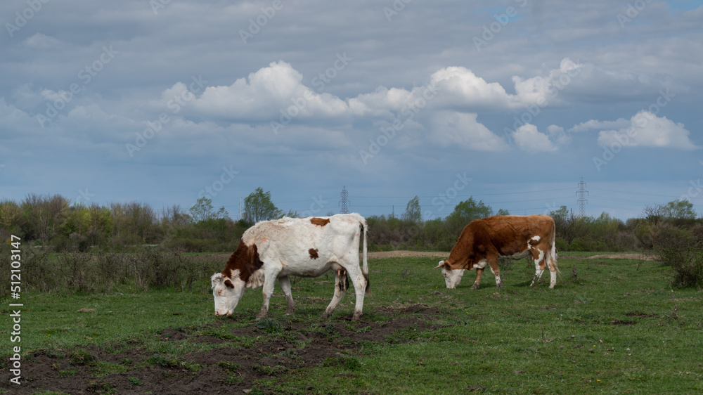 Two cows graze in pasture on cloudy day side view
