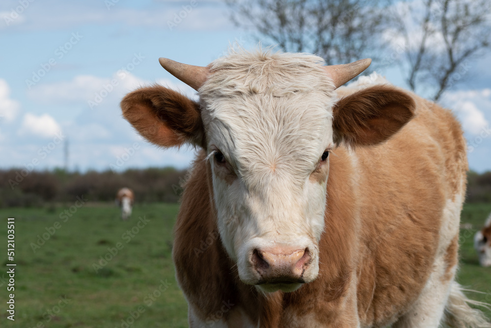 Close up cow head with small horns