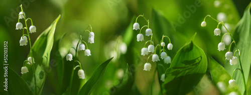 Spring flowers. Blooming Lily of the valley in a garden