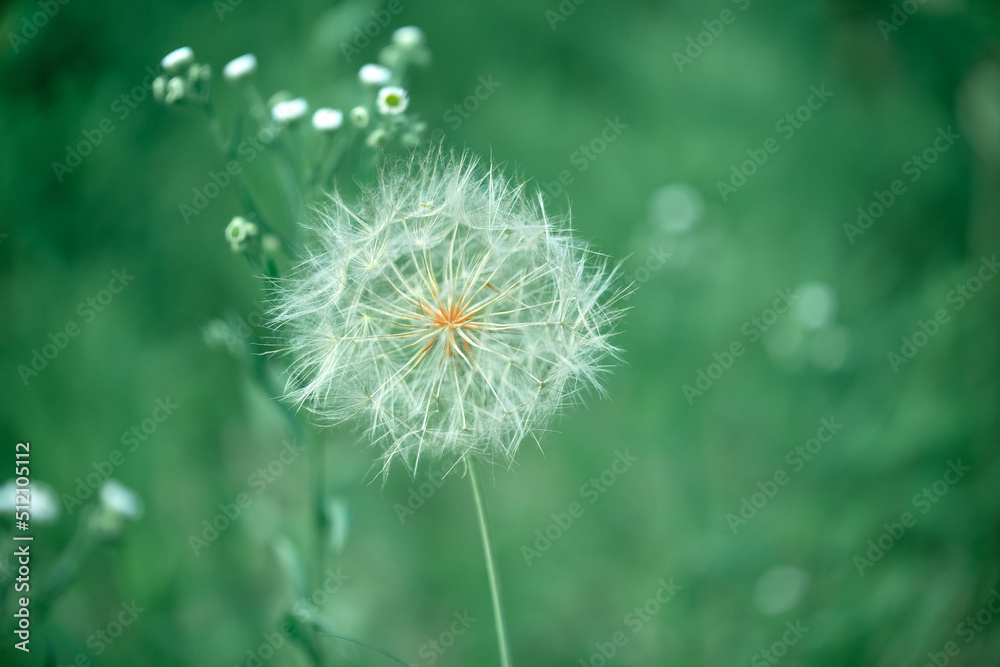 Fototapeta premium dandelion in the grass 