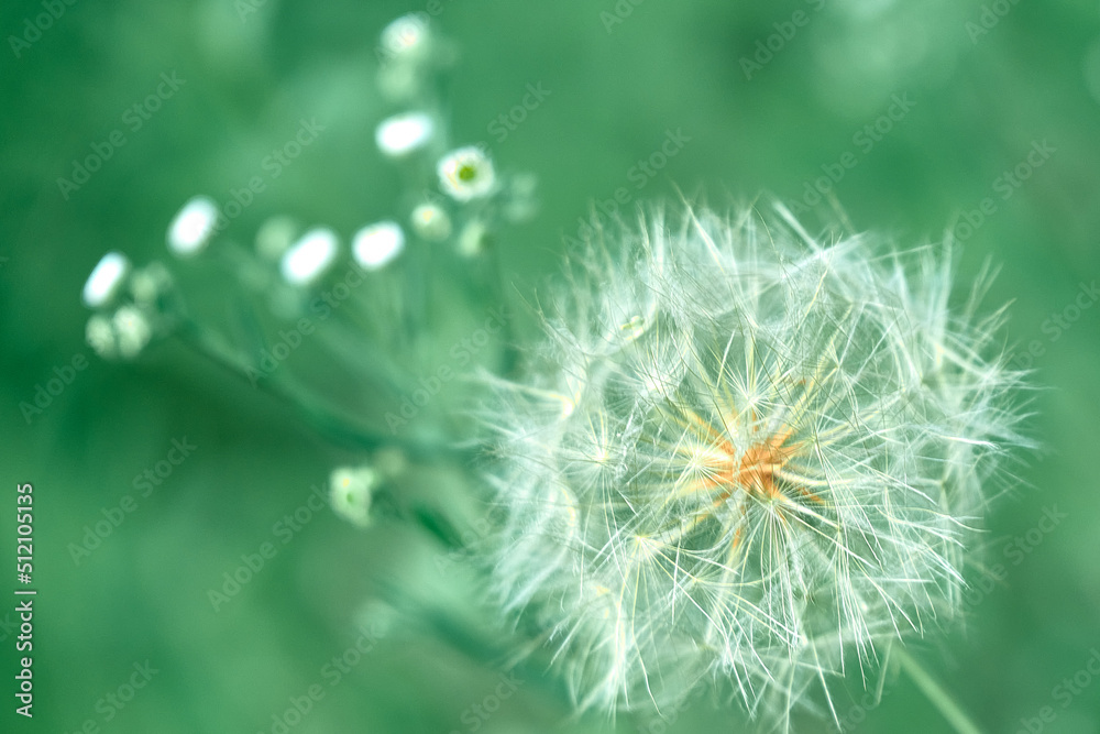 Fototapeta premium dandelion in the grass 