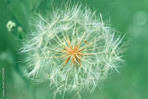 dandelion in the grass close up