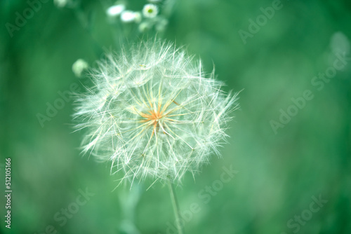 dandelion in the grass close up