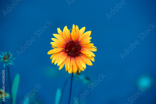 sunflower and deep blue sky