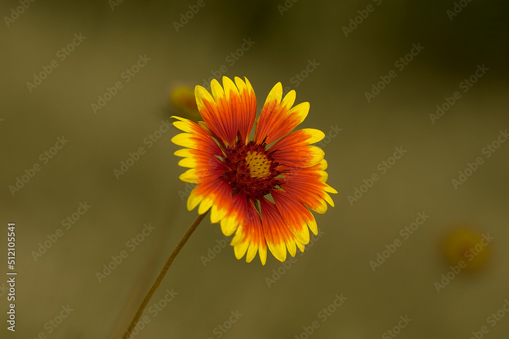 Obraz premium yellow and red summer flower close up