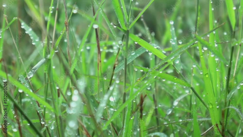Walking through meadow with water dew in foreground bokeh. Lush foliage meadow. Walking through meadow with water dew in foreground bokeh. Lush foliage meadow.