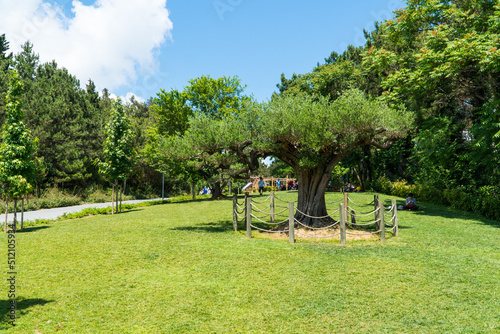 Ataturk kent ormani in Istanbul. Ataturk City Forest. Green spaces in Istanbul city. Green parks or recreational areas in city.