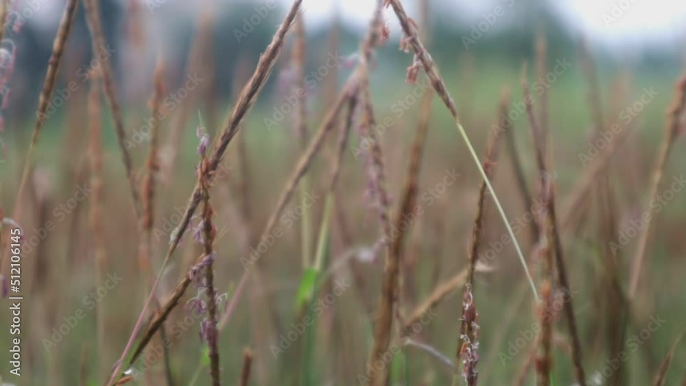 Walking through meadow with water dew in foreground bokeh. Lush foliage meadow. Walking through meadow with water dew in foreground bokeh. Lush foliage meadow.