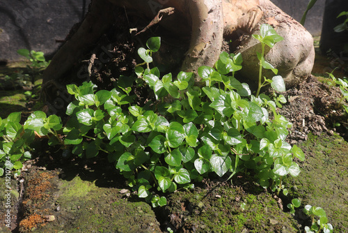Peperomia pellucida grows wildly in the garden