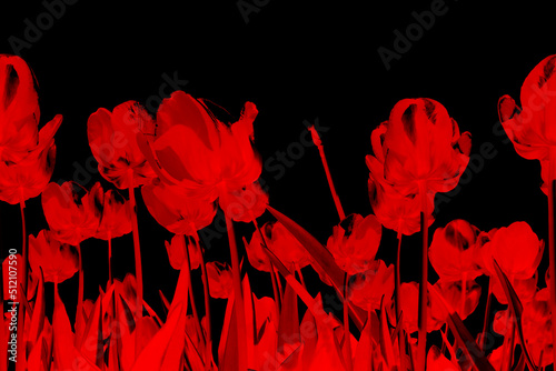 Fototapeta Naklejka Na Ścianę i Meble -  Silhouettes of red tulips on a black background. seamless pattern.