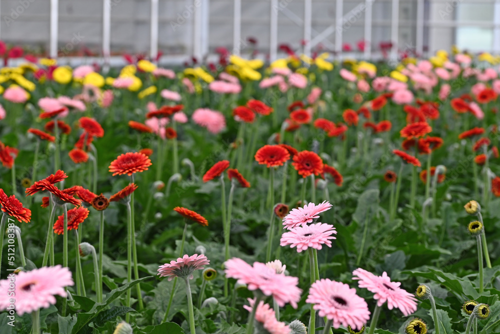 Many Gerbera flowers in a greenhouse at Floriade the Netherlands. Many Gerbera flowers in a greenhouse at Floriade the Netherlands.