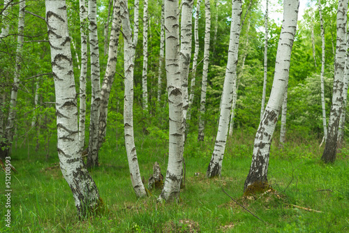 Birch grove with untouched grass on a summer sunny day.